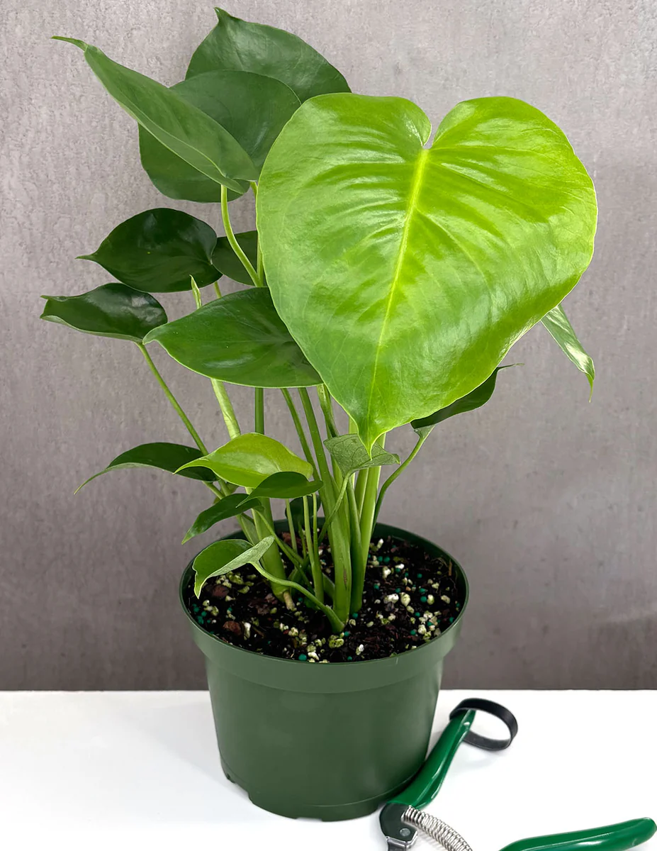 Monstera Deliciosa